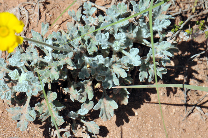 Woolly Desert Marigold has greenish-silver leaves that are woolly or canescent-tomentose; the lower leaf blades are pinnately lobed while the upper blade lobes are much reduced. Baileya pleniradiata
